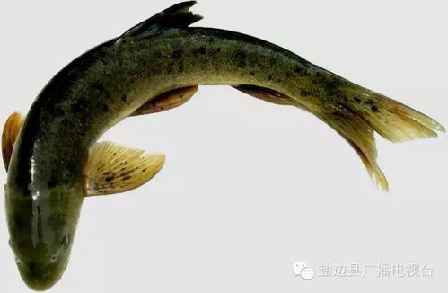 甲鱼桶养存活期受水质、温度等因素影响