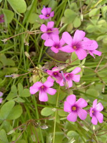 这些植物名字，是不是者阝带个“粉”字呢？