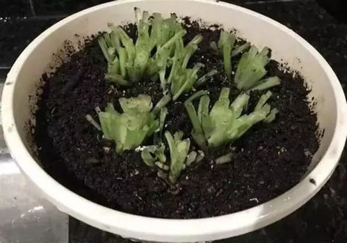 剪掉的地方不会长出来