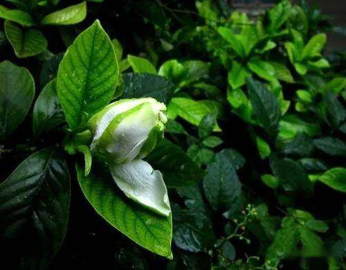 华谊兄弟公司口碑如何？