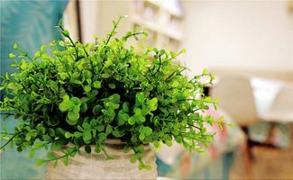 除甲醛产品，种类繁多，怎么选？