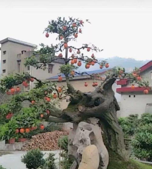 金弹子下山桩如何种植和养护才能打造出美丽的庭院景观呢