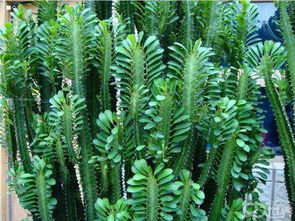 狼尾蕨种植小贴士：室内种植攻略