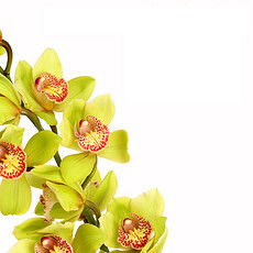 草本花卉：自然的色彩与情感