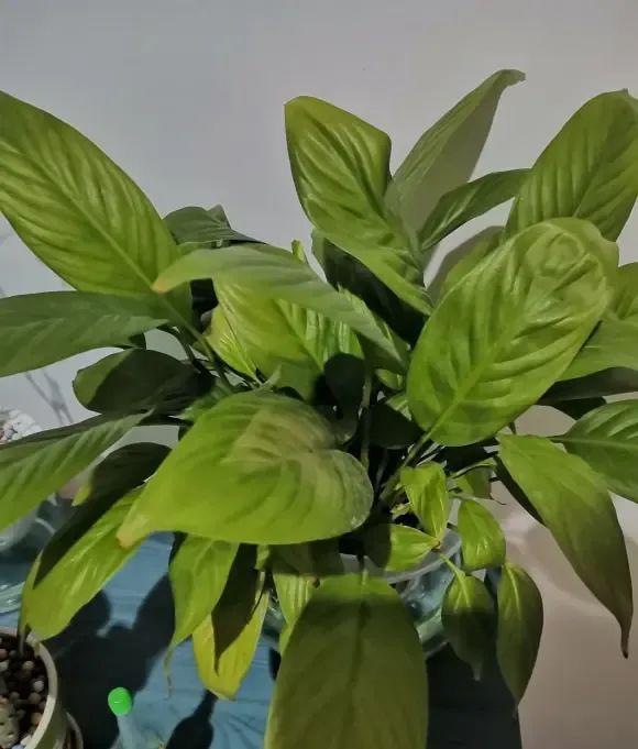 花黄叶子卷叶？双倍营养还是病虫害