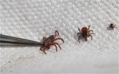 病虫害防治：健康毛发， 快乐生活