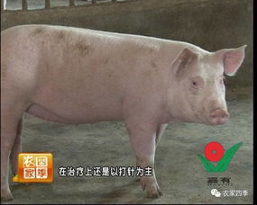 秋季猪反复咳嗽，如何区分寒咳、热咳、燥咳，有效防控不反复？