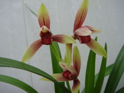 君子兰花的花瓣色彩斑斓，它的美丽与寓意有何特殊之处