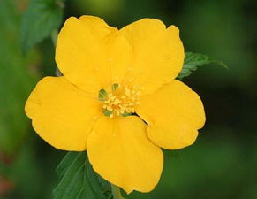 重瓣棣棠，好养吗？