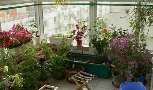 长春花：阳台的常客