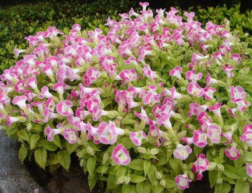 夏堇， 夏日里的清凉使者