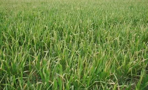 冻药， 保护小麦的利器，也是隐患的源头