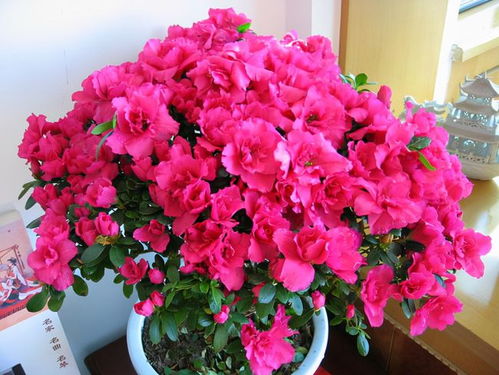 杜鹃，花团锦簇