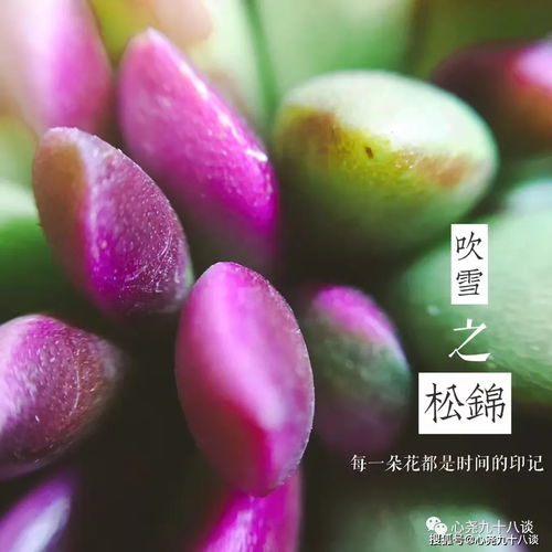 熊童子为何失去爪子了？