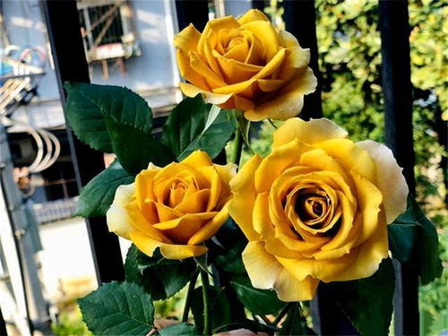 月季小苗，3月里长得旺旺的