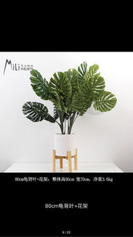 搬家送绿植好？这些绿植既美观又实用