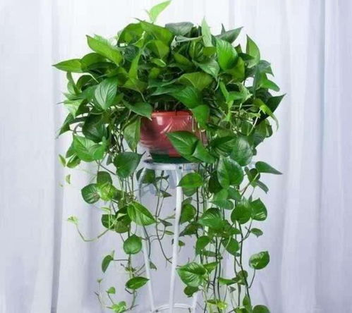 2. 琴叶榕：大叶子像小提琴， 美得不得了