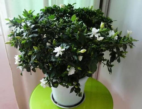 栀子花为何绿得清新？