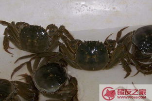 螃蟹如何清洗，去除泥沙