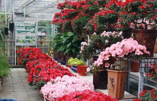 石嘴山市花市树品种推荐，适合种植哪些花卉