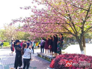 樱花何时绽放？赏花地点在哪里