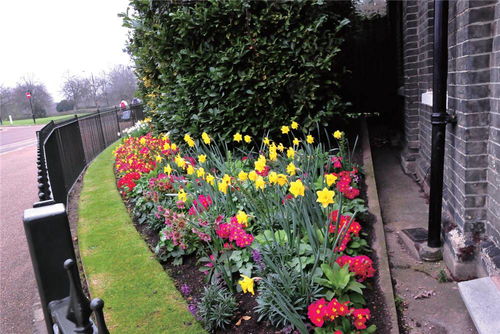 水仙的园林价值具体是多少