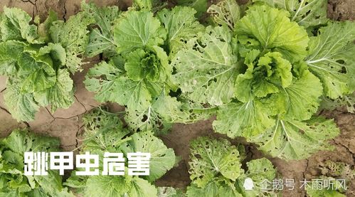 白菜害虫防治好方法，不用一滴农药