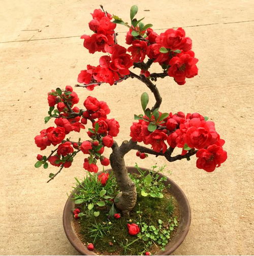 四季盆栽，海棠花是你的不二选择