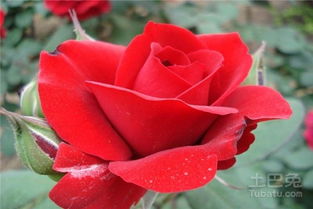 大花月季播种育苗前要准备啥？告诉你这些小秘密！