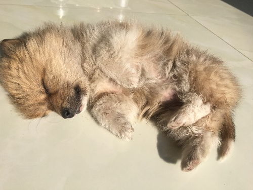 24小时 狗狗用了阿维菌素透皮溶液中毒后