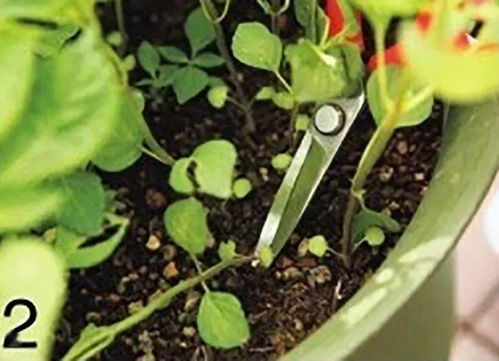 播种深度，不宜过深