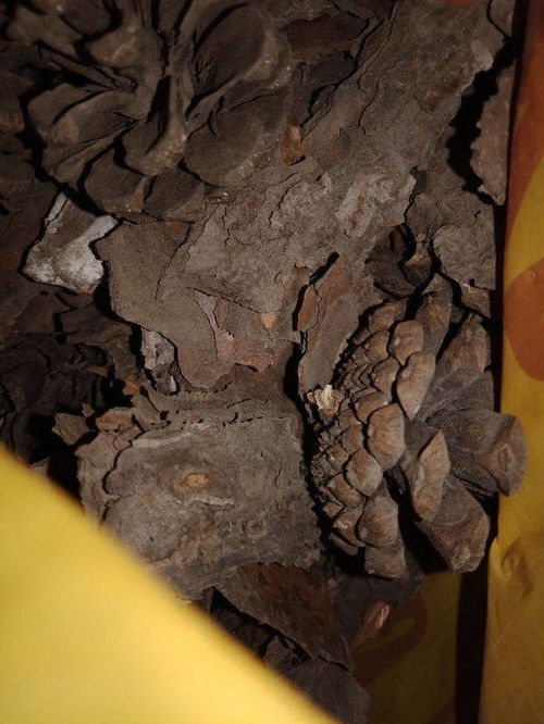 树皮的环保价值