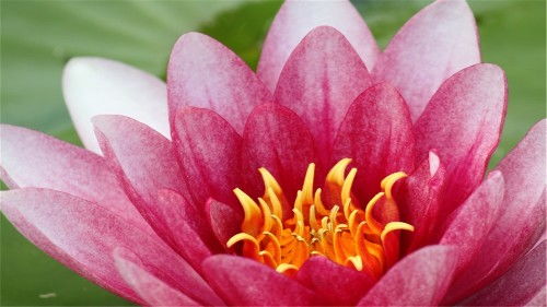 属羊的花花世界：揭秘最吉利的花卉选择
