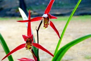 寒兰的开花时间与养护要点