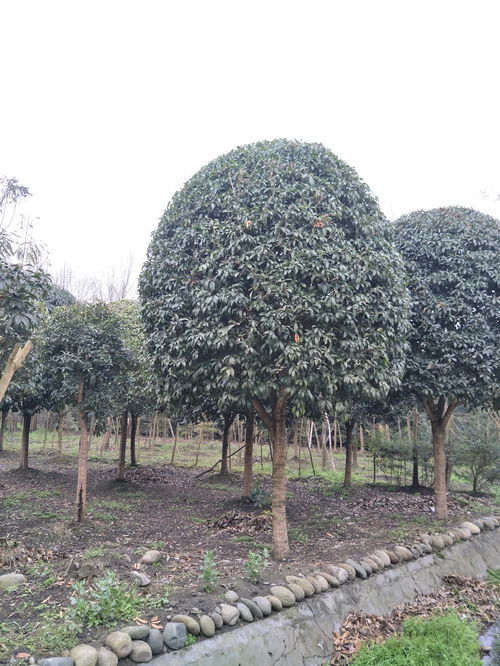 品种差异， 价格各异