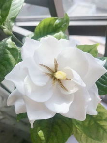 二、山茶花：冬日里的暖阳