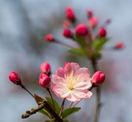 情感色彩，人与花的交流