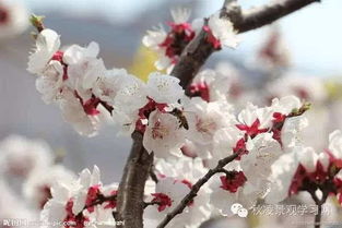 杏花与桃花，花瓣形状有何不同