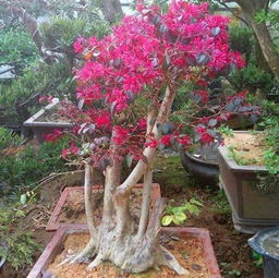 病虫害：红花继木的“健康杀手”