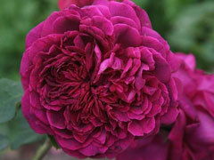 威廉莎士比亚月季的花期详解