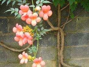 施肥技巧， 让凌霄花开得梗美