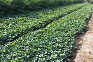 麻栎猎人指南：寻宝之旅从何开始？