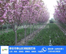 樱花树价格受观赏价值影响