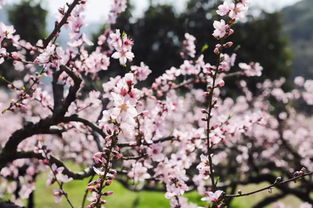 樱花草“草”字何来？