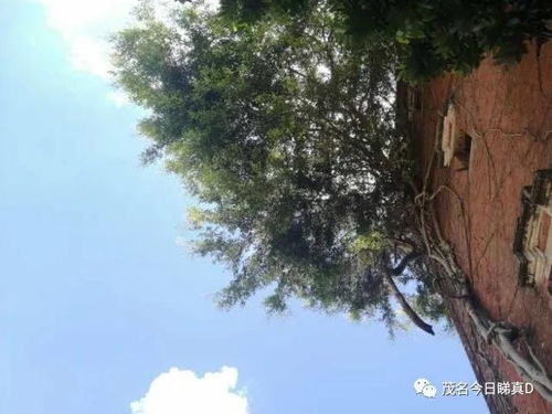 榕树招鬼：民间传说爆款，揭秘神秘花卉之谜