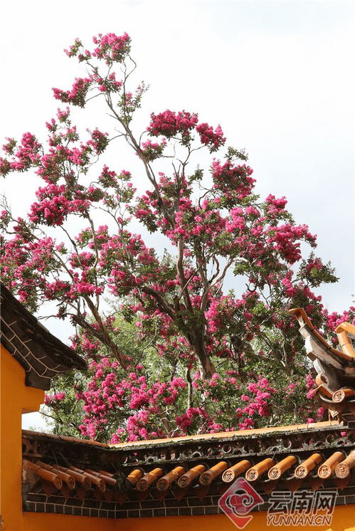紫薇花开， 昆明古树焕新颜