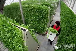 揭秘：为何盆架子树成为农业种植新宠，揭秘其独特气味之谜