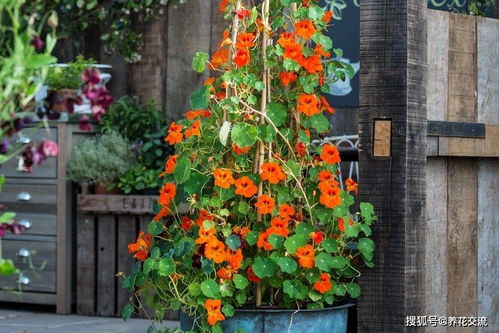 播种后的注意事项