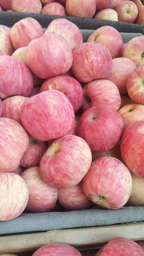 农药残留量与防治效果