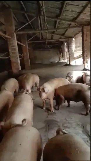 猪场中药保健误区一：中药滥用